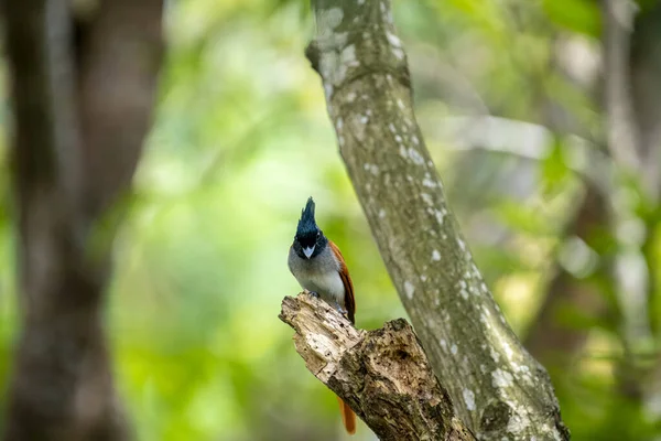 Hint cennet sinekkapanı Asya 'ya özgü orta büyüklükte bir kuştur. Erkeklerin siyah, ibikli bir kafası, paslı ya da beyaz bir vücudu ve uzun kuyruk şeritleri vardır..