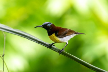 Görüntüdeki kuş, erkek, mor popolu bir güneş kuşudur. Bu küçük kuş, koyu kahverengi bir vücut, metalik yeşil taç ve sarı bir göbek ile ayırt edilebilen Hint Alt Kıtasına endemiktir..