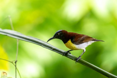 Görüntüdeki kuş, erkek, mor popolu bir güneş kuşudur. Bu küçük kuş, koyu kahverengi bir vücut, metalik yeşil taç ve sarı bir göbek ile ayırt edilebilen Hint Alt Kıtasına endemiktir..