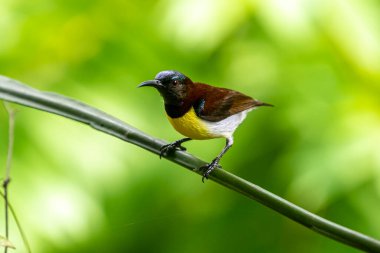Görüntüdeki kuş, erkek, mor popolu bir güneş kuşudur. Bu küçük kuş, koyu kahverengi bir vücut, metalik yeşil taç ve sarı bir göbek ile ayırt edilebilen Hint Alt Kıtasına endemiktir..