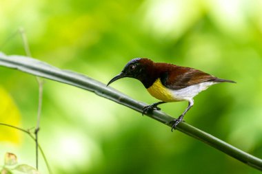 Görüntüdeki kuş, erkek, mor popolu bir güneş kuşudur. Bu küçük kuş, koyu kahverengi bir vücut, metalik yeşil taç ve sarı bir göbek ile ayırt edilebilen Hint Alt Kıtasına endemiktir..