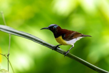 Görüntüdeki kuş, erkek, mor popolu bir güneş kuşudur. Bu küçük kuş, koyu kahverengi bir vücut, metalik yeşil taç ve sarı bir göbek ile ayırt edilebilen Hint Alt Kıtasına endemiktir..