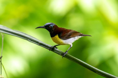 Görüntüdeki kuş, erkek, mor popolu bir güneş kuşudur. Bu küçük kuş, koyu kahverengi bir vücut, metalik yeşil taç ve sarı bir göbek ile ayırt edilebilen Hint Alt Kıtasına endemiktir..