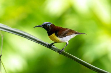 Görüntüdeki kuş, erkek, mor popolu bir güneş kuşudur. Bu küçük kuş, koyu kahverengi bir vücut, metalik yeşil taç ve sarı bir göbek ile ayırt edilebilen Hint Alt Kıtasına endemiktir..