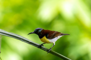 Görüntüdeki kuş, erkek, mor popolu bir güneş kuşudur. Bu küçük kuş, koyu kahverengi bir vücut, metalik yeşil taç ve sarı bir göbek ile ayırt edilebilen Hint Alt Kıtasına endemiktir..