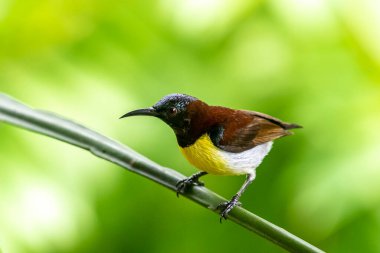 Görüntüdeki kuş, erkek, mor popolu bir güneş kuşudur. Bu küçük kuş, koyu kahverengi bir vücut, metalik yeşil taç ve sarı bir göbek ile ayırt edilebilen Hint Alt Kıtasına endemiktir..
