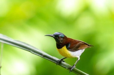 Görüntüdeki kuş, erkek, mor popolu bir güneş kuşudur. Bu küçük kuş, koyu kahverengi bir vücut, metalik yeşil taç ve sarı bir göbek ile ayırt edilebilen Hint Alt Kıtasına endemiktir..