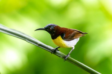 Görüntüdeki kuş, erkek, mor popolu bir güneş kuşudur. Bu küçük kuş, koyu kahverengi bir vücut, metalik yeşil taç ve sarı bir göbek ile ayırt edilebilen Hint Alt Kıtasına endemiktir..
