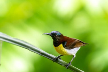 Görüntüdeki kuş, erkek, mor popolu bir güneş kuşudur. Bu küçük kuş, koyu kahverengi bir vücut, metalik yeşil taç ve sarı bir göbek ile ayırt edilebilen Hint Alt Kıtasına endemiktir..