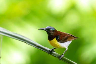 Görüntüdeki kuş, erkek, mor popolu bir güneş kuşudur. Bu küçük kuş, koyu kahverengi bir vücut, metalik yeşil taç ve sarı bir göbek ile ayırt edilebilen Hint Alt Kıtasına endemiktir..
