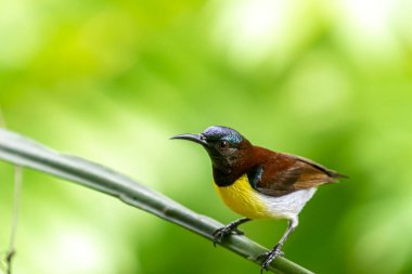 Görüntüdeki kuş, erkek, mor popolu bir güneş kuşudur. Bu küçük kuş, koyu kahverengi bir vücut, metalik yeşil taç ve sarı bir göbek ile ayırt edilebilen Hint Alt Kıtasına endemiktir..