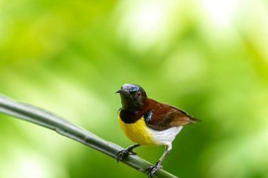 Görüntüdeki kuş, erkek, mor popolu bir güneş kuşudur. Bu küçük kuş, koyu kahverengi bir vücut, metalik yeşil taç ve sarı bir göbek ile ayırt edilebilen Hint Alt Kıtasına endemiktir..