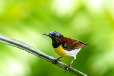 Görüntüdeki kuş, erkek, mor popolu bir güneş kuşudur. Bu küçük kuş, koyu kahverengi bir vücut, metalik yeşil taç ve sarı bir göbek ile ayırt edilebilen Hint Alt Kıtasına endemiktir..