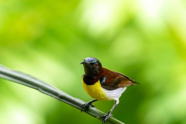 Görüntüdeki kuş, erkek, mor popolu bir güneş kuşudur. Bu küçük kuş, koyu kahverengi bir vücut, metalik yeşil taç ve sarı bir göbek ile ayırt edilebilen Hint Alt Kıtasına endemiktir..