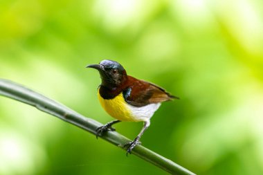 Görüntüdeki kuş, erkek, mor popolu bir güneş kuşudur. Bu küçük kuş, koyu kahverengi bir vücut, metalik yeşil taç ve sarı bir göbek ile ayırt edilebilen Hint Alt Kıtasına endemiktir..