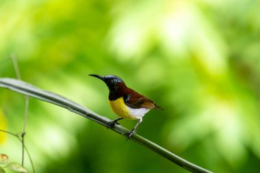 Görüntüdeki kuş, erkek, mor popolu bir güneş kuşudur. Bu küçük kuş, koyu kahverengi bir vücut, metalik yeşil taç ve sarı bir göbek ile ayırt edilebilen Hint Alt Kıtasına endemiktir..