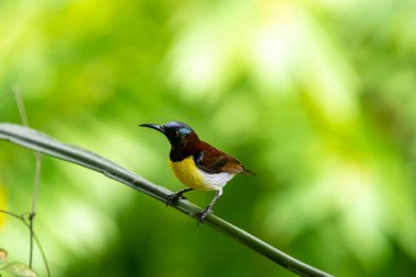 Görüntüdeki kuş, erkek, mor popolu bir güneş kuşudur. Bu küçük kuş, koyu kahverengi bir vücut, metalik yeşil taç ve sarı bir göbek ile ayırt edilebilen Hint Alt Kıtasına endemiktir..