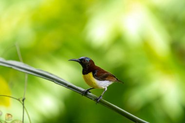 Görüntüdeki kuş, erkek, mor popolu bir güneş kuşudur. Bu küçük kuş, koyu kahverengi bir vücut, metalik yeşil taç ve sarı bir göbek ile ayırt edilebilen Hint Alt Kıtasına endemiktir..