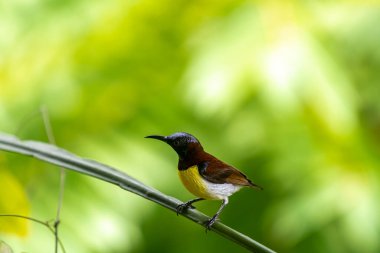 Görüntüdeki kuş, erkek, mor popolu bir güneş kuşudur. Bu küçük kuş, koyu kahverengi bir vücut, metalik yeşil taç ve sarı bir göbek ile ayırt edilebilen Hint Alt Kıtasına endemiktir..