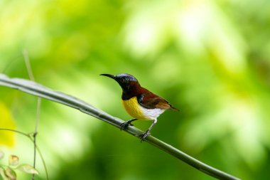 Görüntüdeki kuş, erkek, mor popolu bir güneş kuşudur. Bu küçük kuş, koyu kahverengi bir vücut, metalik yeşil taç ve sarı bir göbek ile ayırt edilebilen Hint Alt Kıtasına endemiktir..