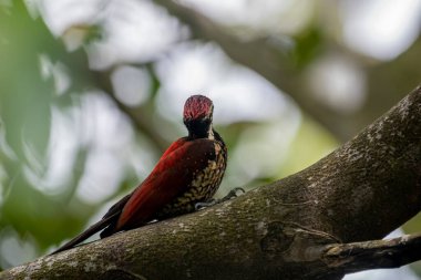 Bu ağaçkakan, Sri Lanka 'ya özgü bir tür olan Kırmızı sırtlı alevli alevli alevli alevli alevdir. Bu erkek kuşun olağanüstü kırmızı bir sırtı, kırmızı bir ibiği ve benekli, siyah pullu soluk bir alt kısmı var.