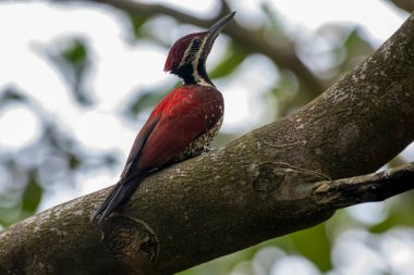Bu ağaçkakan, Sri Lanka 'ya özgü bir tür olan Kırmızı sırtlı alevli alevli alevli alevli alevdir. Bu erkek kuşun olağanüstü kırmızı bir sırtı, kırmızı bir ibiği ve benekli, siyah pullu soluk bir alt kısmı var.