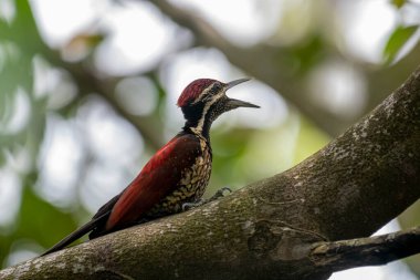 Bu ağaçkakan, Sri Lanka 'ya özgü bir tür olan Kırmızı sırtlı alevli alevli alevli alevli alevdir. Bu erkek kuşun olağanüstü kırmızı bir sırtı, kırmızı bir ibiği ve benekli, siyah pullu soluk bir alt kısmı var.