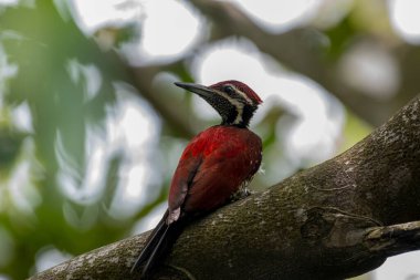 Bu ağaçkakan, Sri Lanka 'ya özgü bir tür olan Kırmızı sırtlı alevli alevli alevli alevli alevdir. Bu erkek kuşun olağanüstü kırmızı bir sırtı, kırmızı bir ibiği ve benekli, siyah pullu soluk bir alt kısmı var.