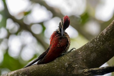 Bu ağaçkakan, Sri Lanka 'ya özgü bir tür olan Kırmızı sırtlı alevli alevli alevli alevli alevdir. Bu erkek kuşun olağanüstü kırmızı bir sırtı, kırmızı bir ibiği ve benekli, siyah pullu soluk bir alt kısmı var.
