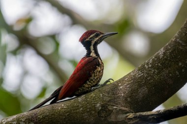 Bu ağaçkakan, Sri Lanka 'ya özgü bir tür olan Kırmızı sırtlı alevli alevli alevli alevli alevdir. Bu erkek kuşun olağanüstü kırmızı bir sırtı, kırmızı bir ibiği ve benekli, siyah pullu soluk bir alt kısmı var.
