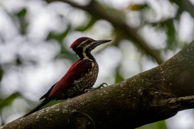 Bu ağaçkakan, Sri Lanka 'ya özgü bir tür olan Kırmızı sırtlı alevli alevli alevli alevli alevdir. Bu erkek kuşun olağanüstü kırmızı bir sırtı, kırmızı bir ibiği ve benekli, siyah pullu soluk bir alt kısmı var.