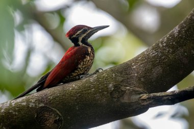 Bu ağaçkakan, Sri Lanka 'ya özgü bir tür olan Kırmızı sırtlı alevli alevli alevli alevli alevdir. Bu erkek kuşun olağanüstü kırmızı bir sırtı, kırmızı bir ibiği ve benekli, siyah pullu soluk bir alt kısmı var.