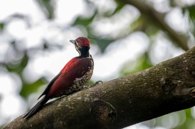 Bu ağaçkakan, Sri Lanka 'ya özgü bir tür olan Kırmızı sırtlı alevli alevli alevli alevli alevdir. Bu erkek kuşun olağanüstü kırmızı bir sırtı, kırmızı bir ibiği ve benekli, siyah pullu soluk bir alt kısmı var.