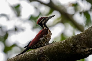 Bu ağaçkakan, Sri Lanka 'ya özgü bir tür olan Kırmızı sırtlı alevli alevli alevli alevli alevdir. Bu erkek kuşun olağanüstü kırmızı bir sırtı, kırmızı bir ibiği ve benekli, siyah pullu soluk bir alt kısmı var.