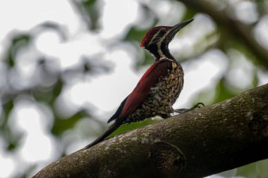 Bu ağaçkakan, Sri Lanka 'ya özgü bir tür olan Kırmızı sırtlı alevli alevli alevli alevli alevdir. Bu erkek kuşun olağanüstü kırmızı bir sırtı, kırmızı bir ibiği ve benekli, siyah pullu soluk bir alt kısmı var.