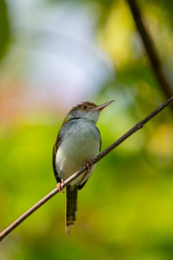 The bird is a common tailorbird. It is a small songbird with an olive-green back, a rufous crown, and creamy-white underparts, known for its unique nest-building technique.