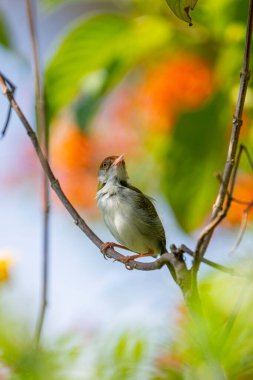 The bird is a common tailorbird. It is a small songbird with an olive-green back, a rufous crown, and creamy-white underparts, known for its unique nest-building technique.