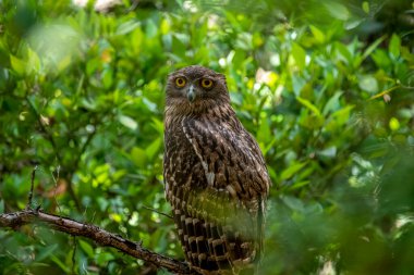 A Brown Fish Owl perches on a branch, its striking yellow eyes gazing intently forward. The owl's mottled brown and white plumage provides camouflage against the leafy green background.