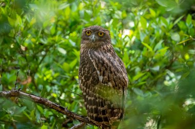 A Brown Fish Owl perches on a branch, its striking yellow eyes gazing intently forward. The owl's mottled brown and white plumage provides camouflage against the leafy green background.