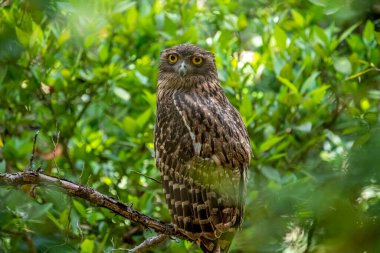A Brown Fish Owl perches on a branch, its striking yellow eyes gazing intently forward. The owl's mottled brown and white plumage provides camouflage against the leafy green background.