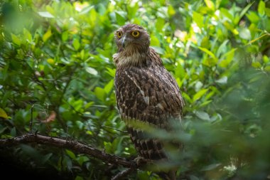 A Brown Fish Owl perches on a branch, its striking yellow eyes gazing intently forward. The owl's mottled brown and white plumage provides camouflage against the leafy green background.