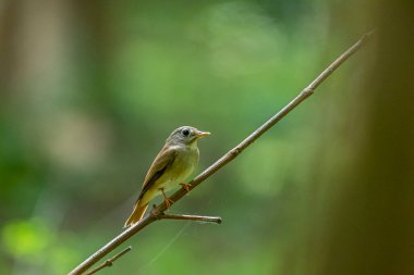 A small, olive-brown bird, identified as a Brown-breasted flycatcher, perches on a branch. It has a large dark eye, a broad whitish eye-ring, and a yellowish lower beak. 