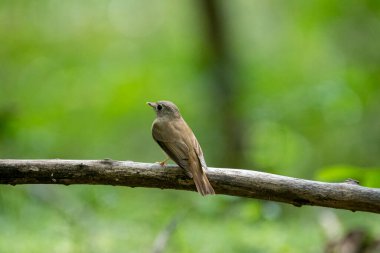 A small, olive-brown bird, identified as a Brown-breasted flycatcher, perches on a branch. It has a large dark eye, a broad whitish eye-ring, and a yellowish lower beak. 