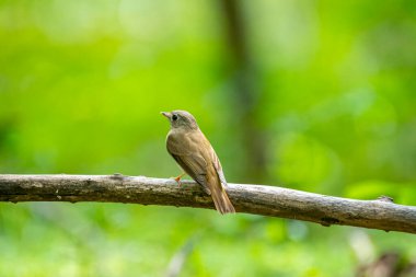 A small, olive-brown bird, identified as a Brown-breasted flycatcher, perches on a branch. It has a large dark eye, a broad whitish eye-ring, and a yellowish lower beak. 