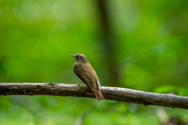 A small, olive-brown bird, identified as a Brown-breasted flycatcher, perches on a branch. It has a large dark eye, a broad whitish eye-ring, and a yellowish lower beak. 