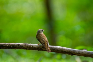 A small, olive-brown bird, identified as a Brown-breasted flycatcher, perches on a branch. It has a large dark eye, a broad whitish eye-ring, and a yellowish lower beak. 