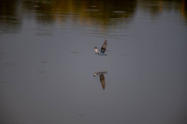 A small, buoyant tern in flight over water. The bird has a dark cap, a gray body, and a contrasting white cheek, appearing as a 