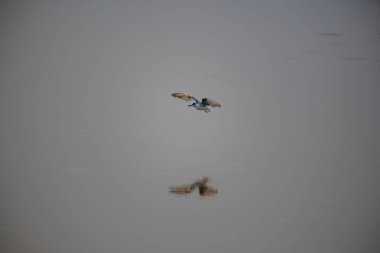 A small, buoyant tern in flight over water. The bird has a dark cap, a gray body, and a contrasting white cheek, appearing as a 