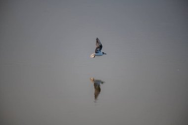 A small, buoyant tern in flight over water. The bird has a dark cap, a gray body, and a contrasting white cheek, appearing as a 