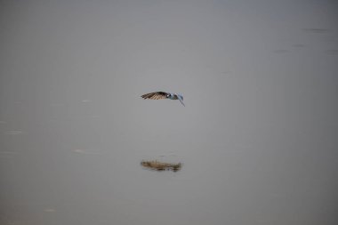 A small, buoyant tern in flight over water. The bird has a dark cap, a gray body, and a contrasting white cheek, appearing as a 